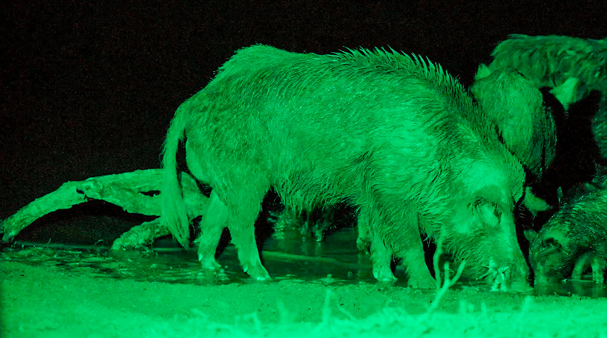 Wild Hog Hunting Lights Hog Hunting Feeder Lights Slow Glow